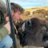 Bison Train Tours | Terry Bison Ranch Resort