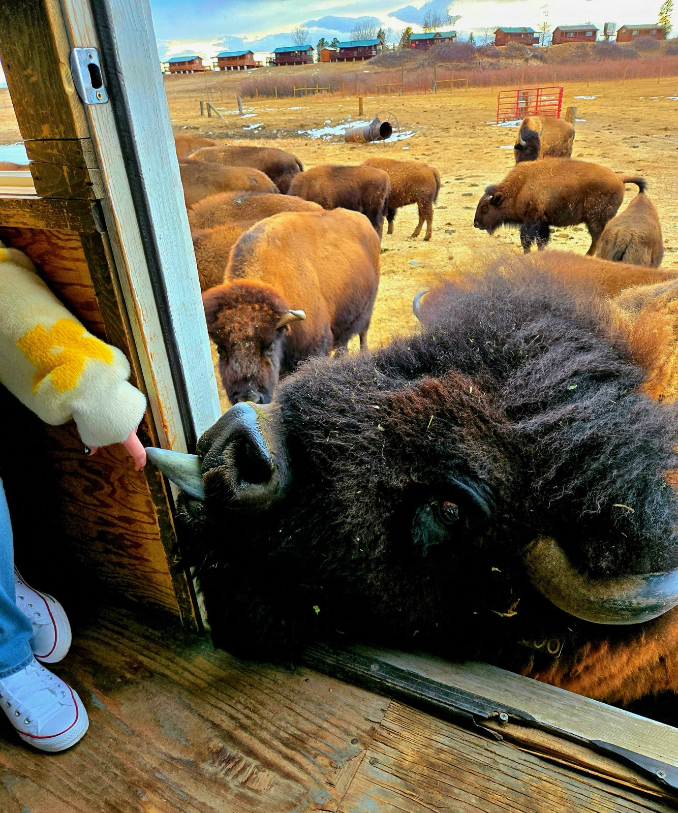 Terry Bison Ranch Train Ride Bison Train Tours | Terry Bison Ranch Resort
